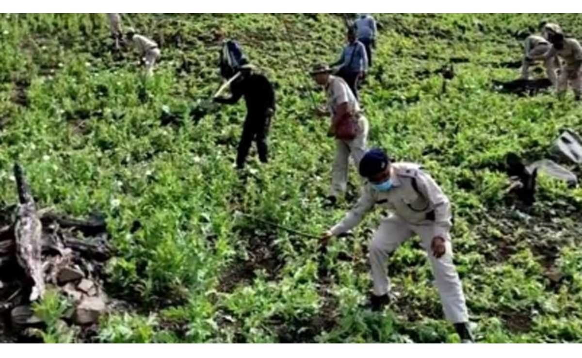 मणिपुर पुलिस ने 2022-23 में 4305 एकड़ में अफीम की अवैध खेती नष्ट की